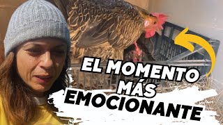 Logré grabar este hermoso momento de la gallina Fleky Vlog202