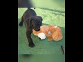 cane corso et kong. le jouet validé 😁 canecorso