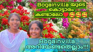 Bougainvilla യുടെ കൊട്ടാരം കണ്ടാലോ ♥️🥰🥰/@heavenofplants