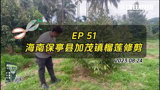 EP 51 海南保亭加茂镇榴莲修剪 20230824 Durian Trimming in Hainan, China_20230824