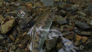 福井県　渓流　ルアーフィッシング/Mountain stream trout fishing in Fukui