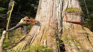 Fastest Cutting Big Tree Skill Chainsaw Machines, Dangerous Stihl Chainsaw Felling Tree Skill
