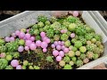 sowing cacti update 01.2022 gymnocalycium miha gym gieo hạt từ 25 6 2021