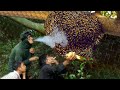 Primitive Technology Amazing Found Giant HoneyBee For Food In Big Tree