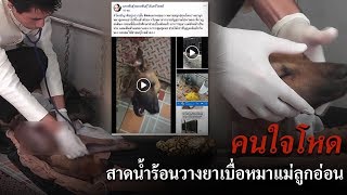 ข่าวเช้าตรู่ช่องวัน | คนใจโหดสาดน้ำร้อนวางยาเบื่อหมาแม่ลูกอ่อน | ข่าวช่องวัน | ช่อง one31