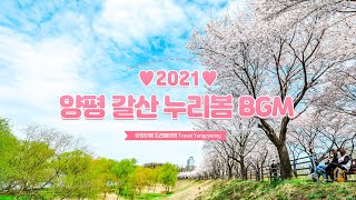 2021 양평 갈산누리봄 BGM 갈산공원 양평벚꽃 스케치