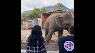 Cher - A dream is a wish your heart makes. Elephant Kaavan in Cambodia.