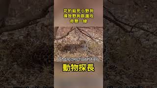 花豹殺死了一隻小野狗導致被野狗群圍攻，命懸一線時竟發生了奇蹟