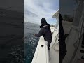 tossing a dead dogfish shark next to a dragger and hooking a giant bluefin tuna fishing nature