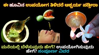 ಅದ್ಭುತ ಪ್ರಯೋಜನಗಳು ಈ ಹೂವಿನಿಂದ ನಿಮ್ಮ ತೋಟದಲ್ಲಿ ಸುಲಭವಾಗಿ ಬೆಳೆಸಿರಿ Wonder benefits of Crepe Jasmin