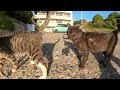 漁港で出会ったキジシロ猫とマーブル黒猫が甘えてきた