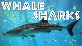All About Whale Sharks for Children: Whale Shark video for Kids - FreeSchool