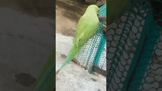 releasing ringneck parrot from cage - parrot in cage video #parrot #birds #viralvideo #YouTube