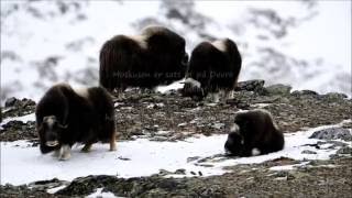 Moskusen på Dovrefjell