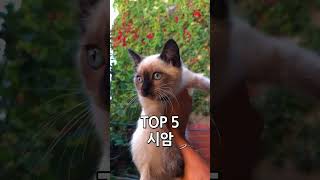 세계에서 가장 인기있는 고양이 TOP 7