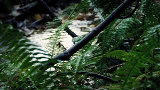 Rainforest Rain Sounds for Sleeping and Relaxation | Relaxing Sounds for Sleep Disorders