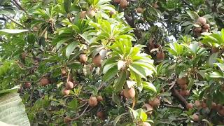 chiku Fruit with big tree