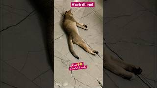 What she done at 11pm#cat #muku #trending #funny #comedy #shorts #youtubeshorts #viralvideo #ytshort