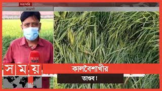 হঠাৎ ঝড় ও শিলাবৃষ্টিতে ফসলের ব্যাপক ক্ষতি | Naogaon News | Kalboishakhi Storm | Somoy TV