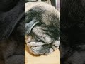 pug maria.睡眠中sleeping.