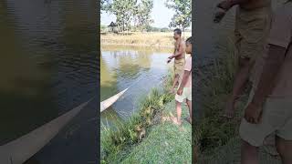 আজকে জাল দিয়ে অনেক মাছ ধরলাম।#viral #love #reels #village #shorts #fishing #fish #fishfry #short