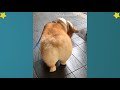 corgi butts corgi butt video compilation cute and funny corgi videos compilation