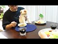 犬の【モーニングルーティーン】ポメラニアンの休日の朝の過ごし方