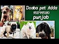 #shihtzu #toypom #culturepom #pug #pointer #gsd puppy sale  9517995180 doaba pet Adda punjab