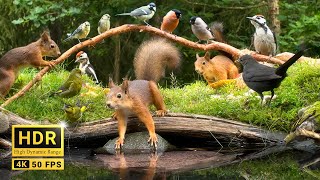 Squirrel and Bird Watching: 10 hours Nature Fun for Cats & Dogs & Humans Alike  (4K HDR)
