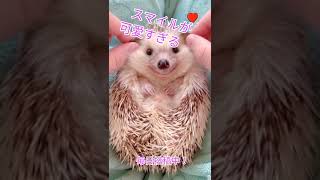 スマイルが可愛すぎる😍#short #shorts #ハリネズミ#Hedgehog