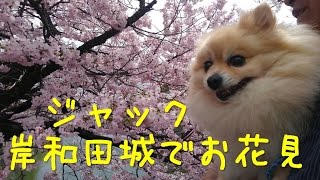 ポメラニアン・ジャック　岸和田城でお花見　Jack cherry blossoms viewing