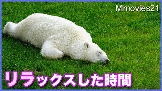 スローライフな昼下がり　ホッキョクグマ親子 Polar Bears ｌeisured lifestyle