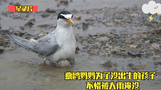 燕鸥妈妈为了保护没出生孩子，不惜被雨水淹没，看完令人感动