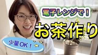 【新茶作り】少量OK！電子レンジでお茶作り！〜自宅でお茶摘み〜①（茶遊人まさよさまー！第98回）