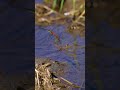 ultra slow motion dragonfly sympetrum frequens laying eggs chronos 2.1 1000fps 30fps