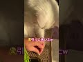 猫草デビューの日🌱【猫動画】 初めての猫草 おいしい しろねこ オッドアイ shorts