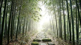 432Hz Deep Sleep Drone | Misty Bamboo Sanctuary Zen Path