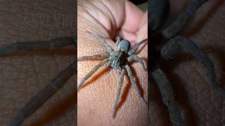 Handling a Huge Wolf Spider!