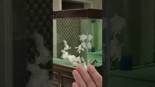 Lucky Fish EP453 Koi White Koi #Shorts #Koi #Amazing Koi #Fish