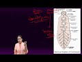 digestive system u0026 nervous system of cockroach neet ug