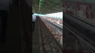 poultry farm #shorts #layerfarming  #poultryfarming
