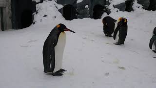 Penguin in asahiyama zoo / 旭山動物園 ペンギン