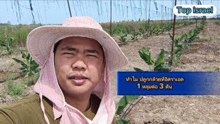 ทำไม? ปลูกกล้วยที่อิสราเอล 1หลุม ต่อ 3 ต้น🇹🇭🇮🇱 #แรงงานไทยในอิสราเอล