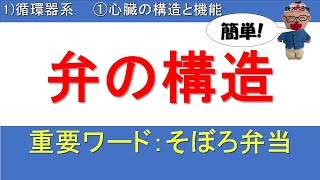 弁の構造【解剖生理学Ⅰ1)循環器系/①心臓の構造と機能】