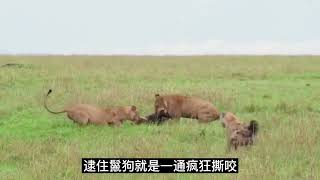 A single male lion was besieged by 30 hyenas. The two sides fought for several rounds. Who would ...