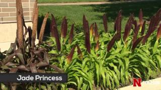 Ornamental Pearl Millet