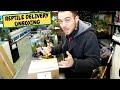 Reptile Delivery Day Unboxing, Feeding and DIY(Snake Island Exotics)