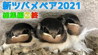 新ツバメペア2021総集編③終【4K60fps版】