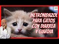 ✌️ METRONIDAZOLE FOR CATS ✌️ with DIARRHEA AND GIARDIA (Dose, Uses..)