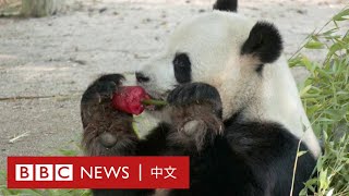 ☀️熱浪侵襲下，熊貓吃什麼解暑？－ BBC News 中文